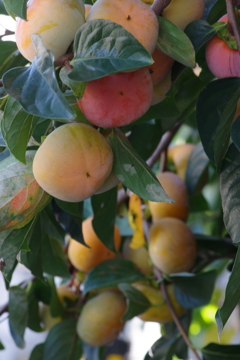 花散歩‐柿の実熟れる