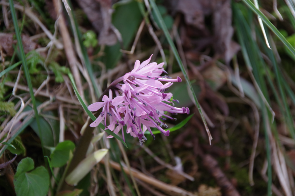 桜の樹の下で‐ショウジョウバカマ