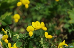 黄色いマメ科の花が浜辺を彩ってます。