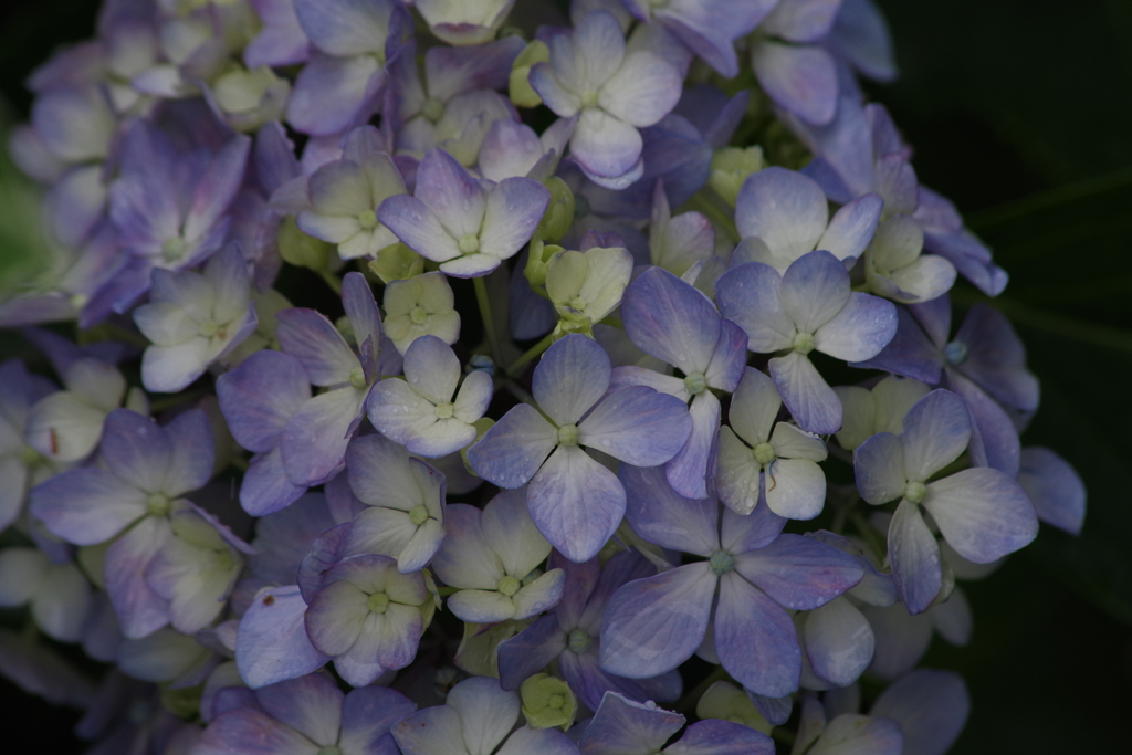 花散歩‐紫陽花20