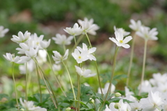 花散歩‐二輪草