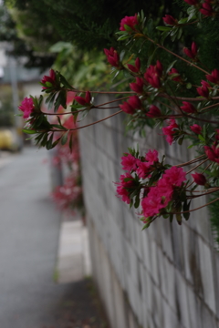 花散歩-塀の上からツツジ