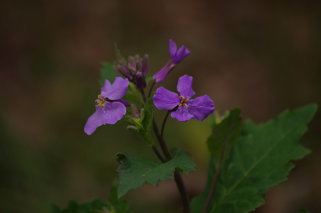 紫花菜