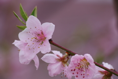果樹園は花盛り-桃2