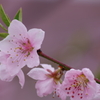 果樹園は花盛り-桃2