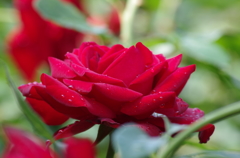 赤いバラ
