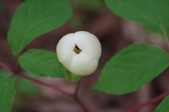 野草園で花散歩-ヤマシャクヤク
