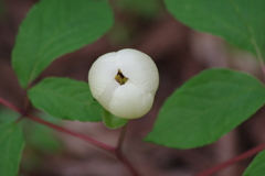 野草園で花散歩-ヤマシャクヤク