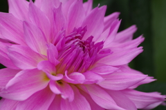 秋田のダリア-2017新作13