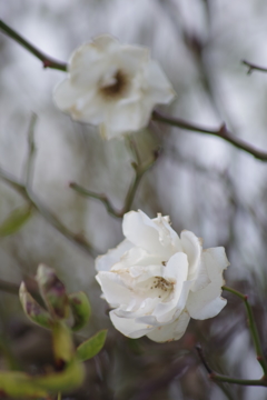 花散歩‐白い薔薇