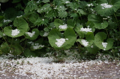 初夏に雪？