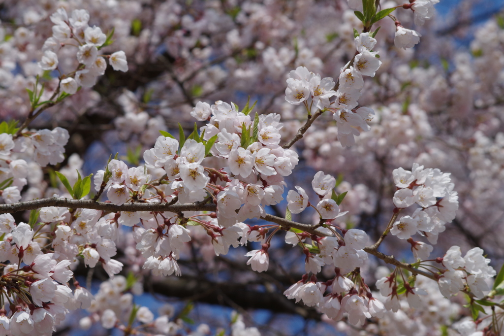 霞城の桜-3