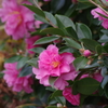 花散歩‐山茶花