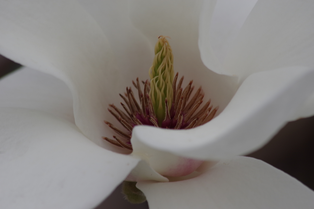 花散歩‐白木蓮