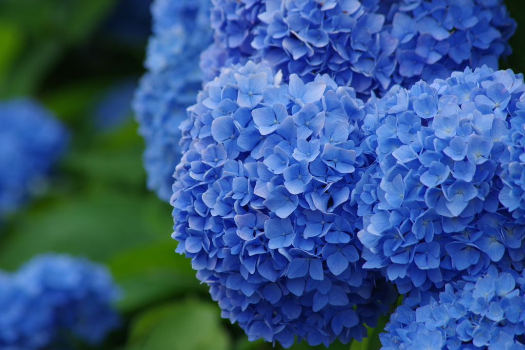 梅雨空に似合う花-紫陽花14