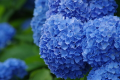 梅雨空に似合う花-紫陽花14