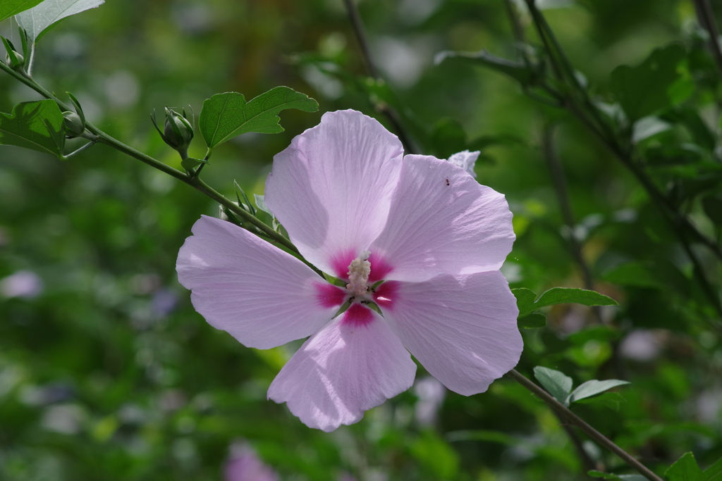 花散歩‐木槿1