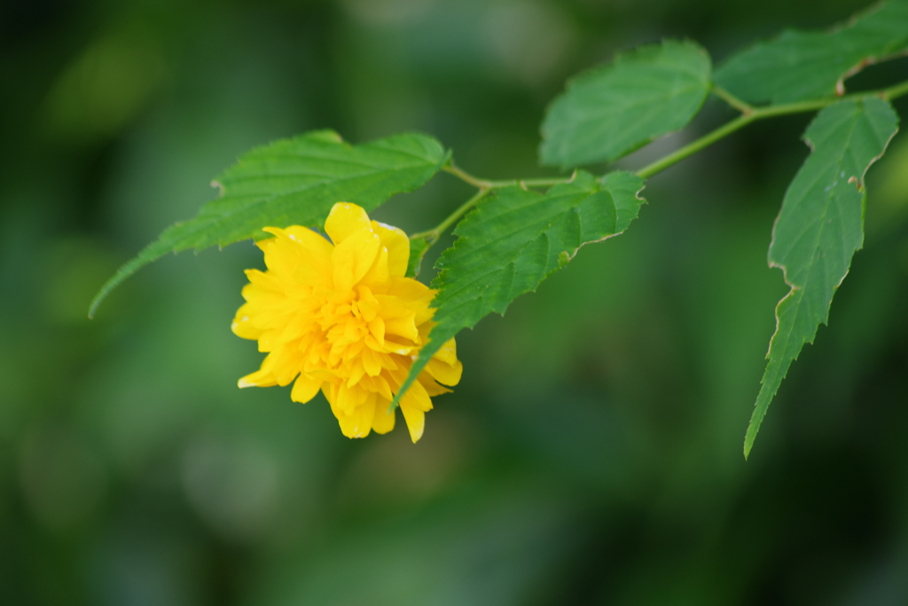 花散歩-八重山吹