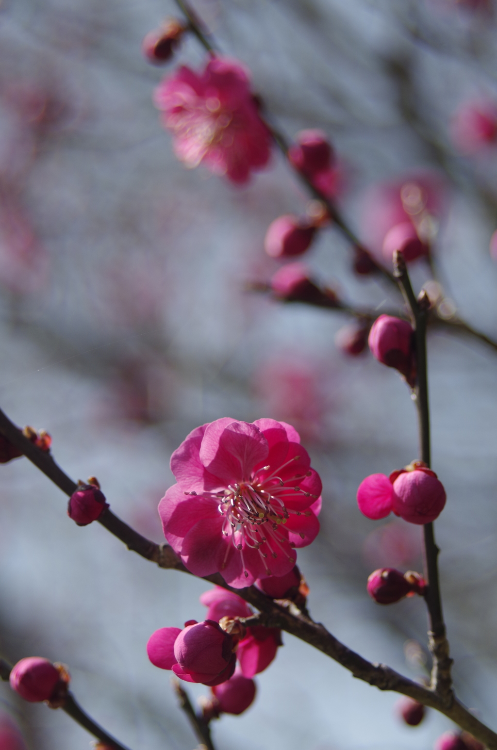 霞城の梅2018-1