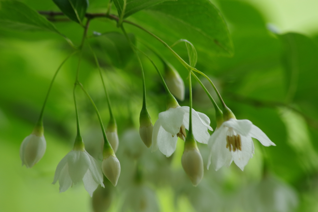 六月の花散歩-エゴノキ