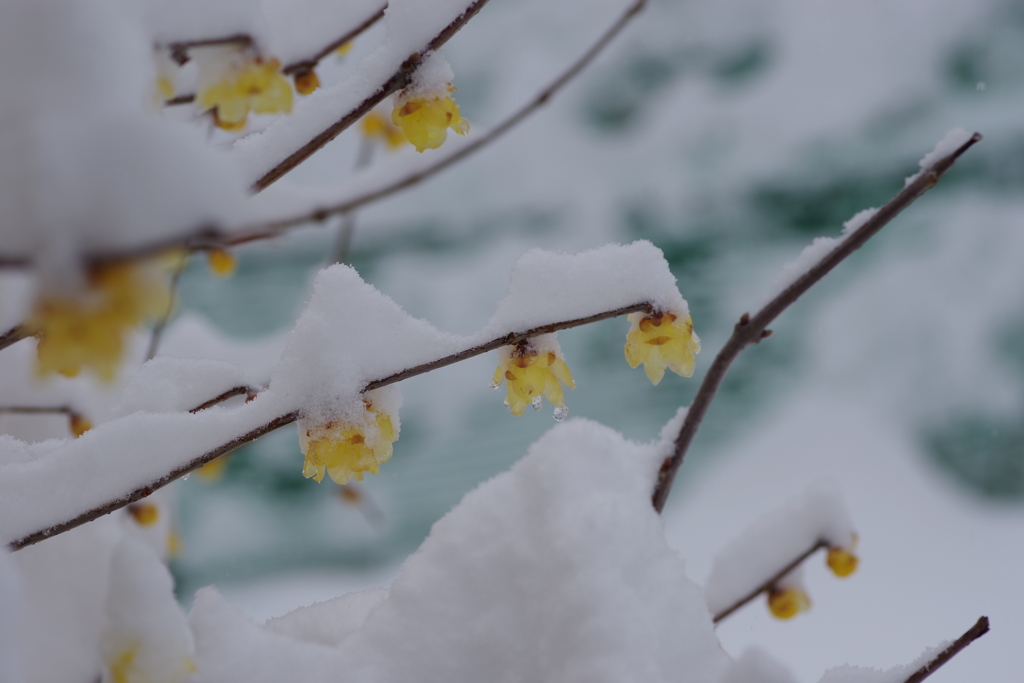 春は未だ未だ-3