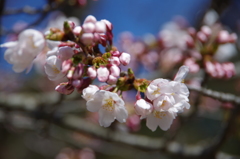 桜色・いろいろ5