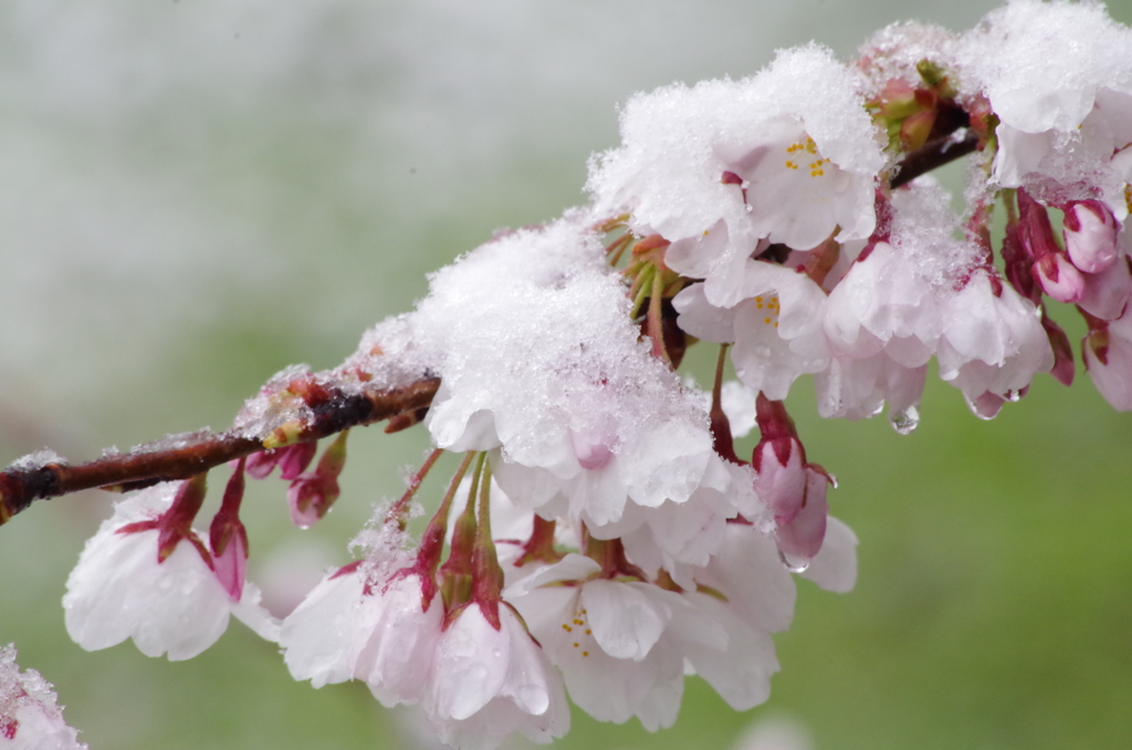 雪に濡れて