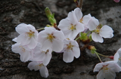 桜・幹から咲く