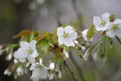 山形の桜尽くし-2