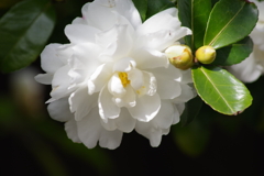 花散歩-白い八重の山茶花