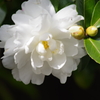 花散歩-白い八重の山茶花