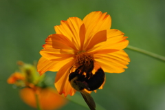 花散歩-花笠の日陰で蜜集め