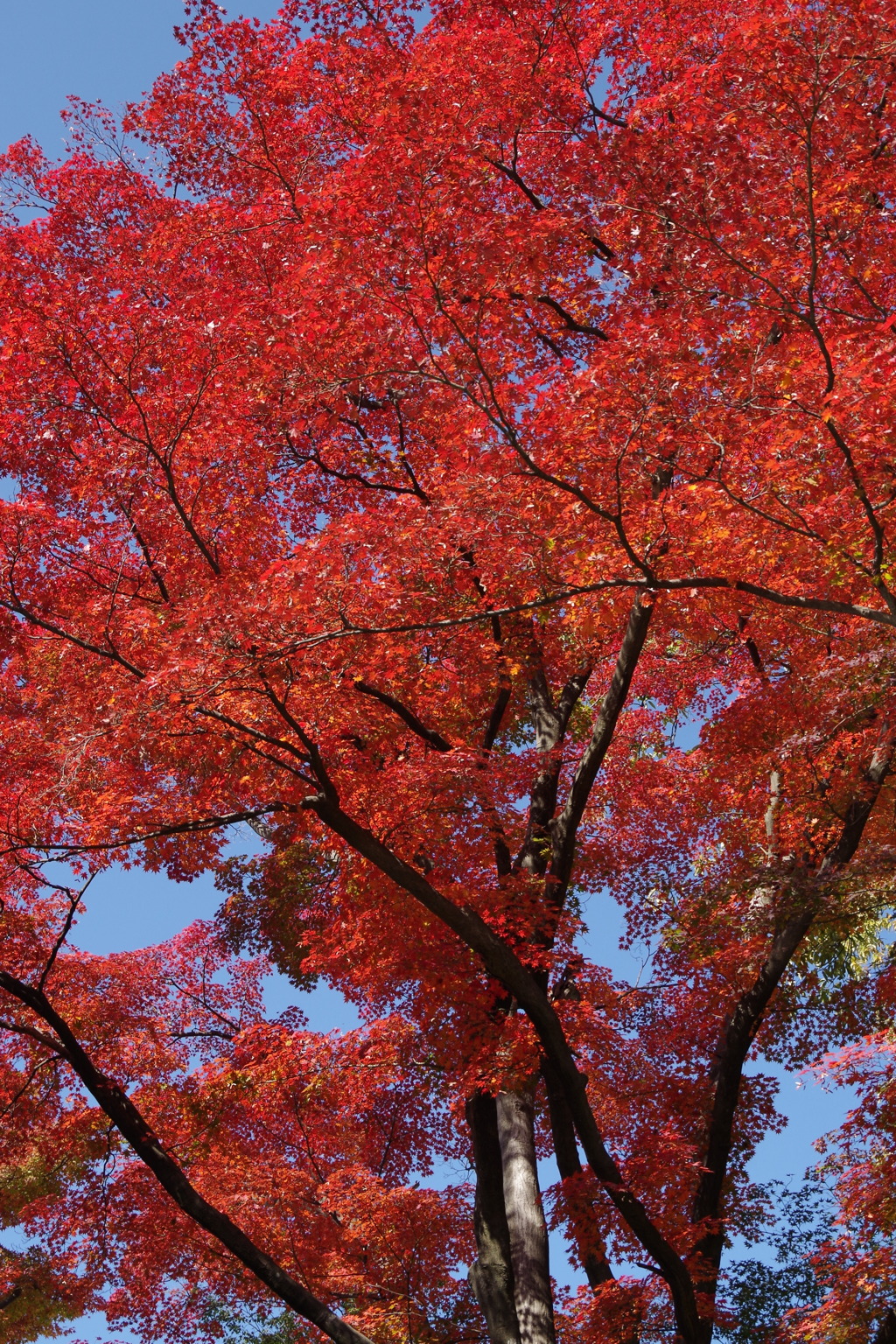 もみじ公園の秋色-5