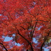 もみじ公園の秋色-5