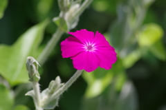 花散歩‐酔仙翁