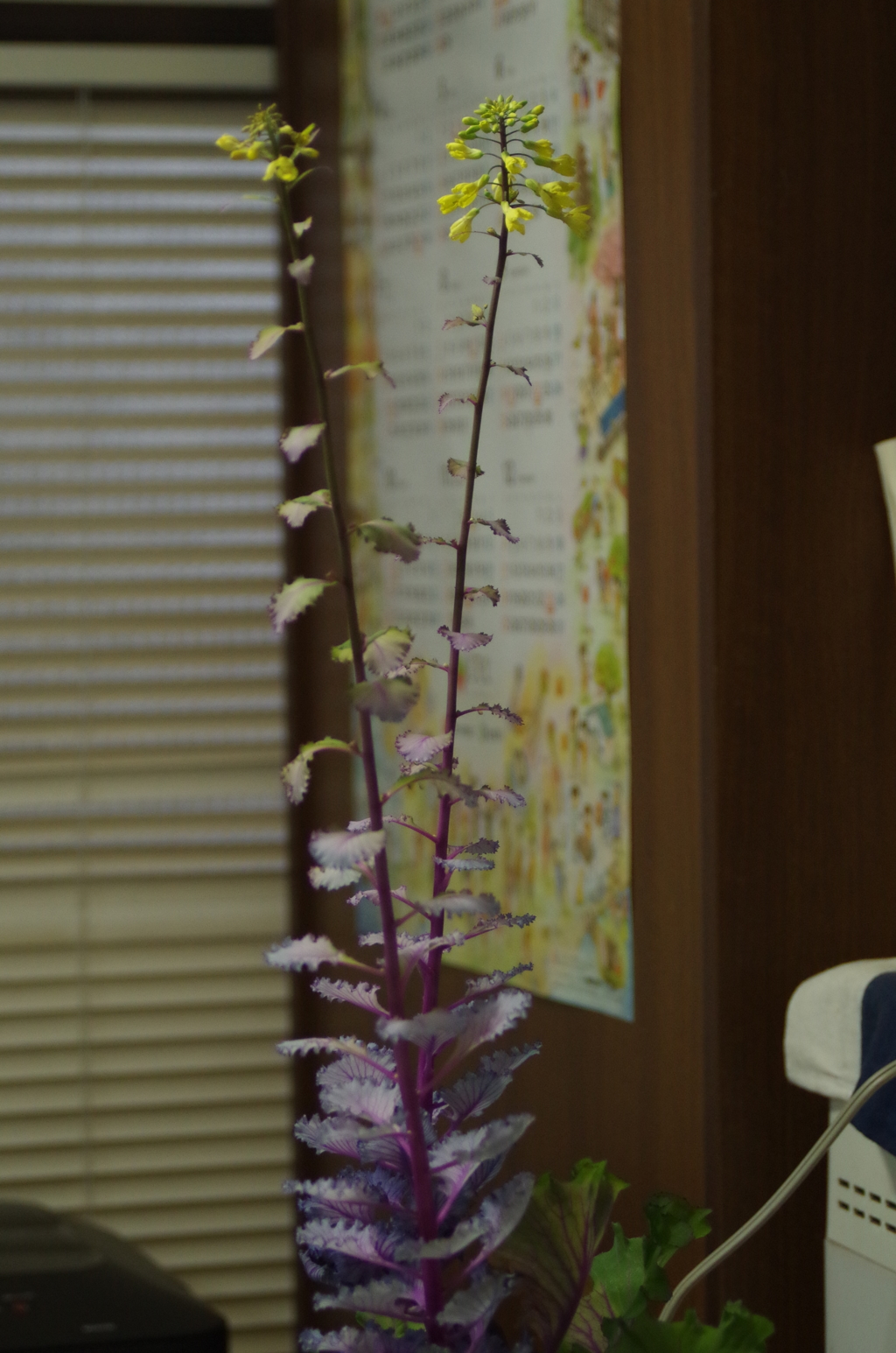 花瓶で咲いた葉牡丹の花