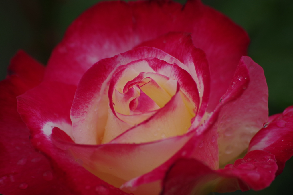 六月の薔薇‐ダブルデライト