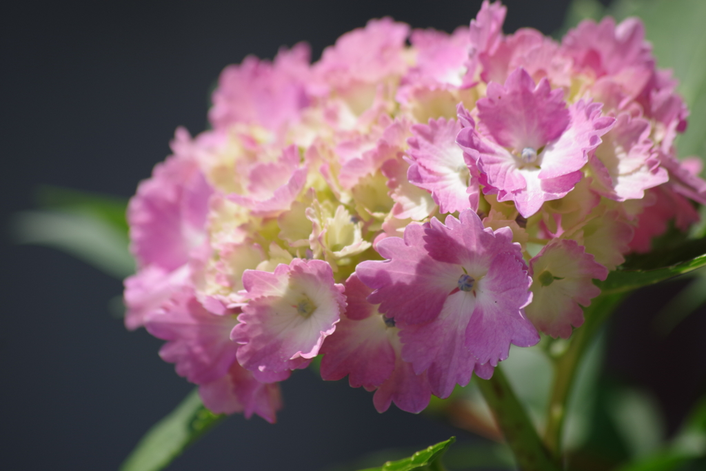 花散歩‐紫陽花5