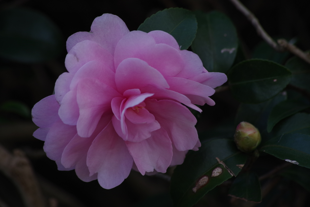 寒風に咲く‐山茶花3