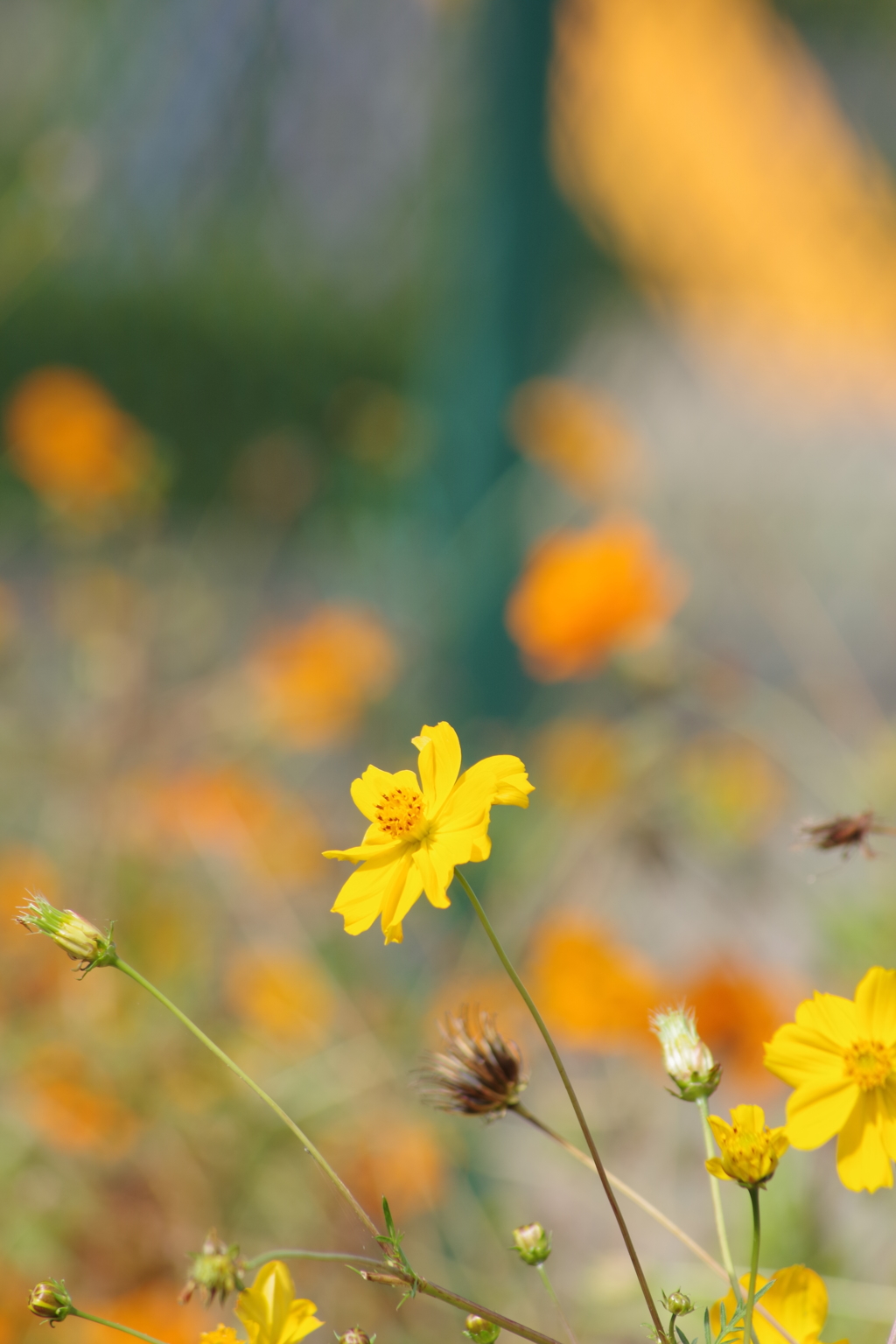 キバナコスモス