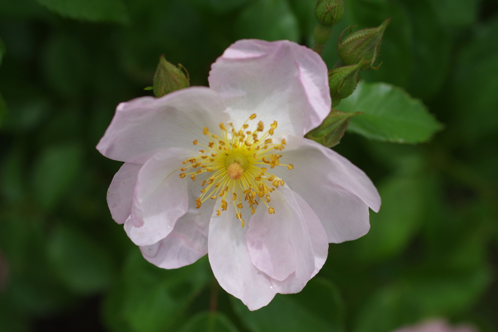 小さな花のバラ-8