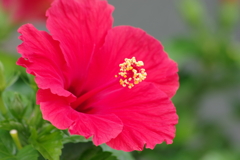 花散歩-秋風に咲くハイビスカス