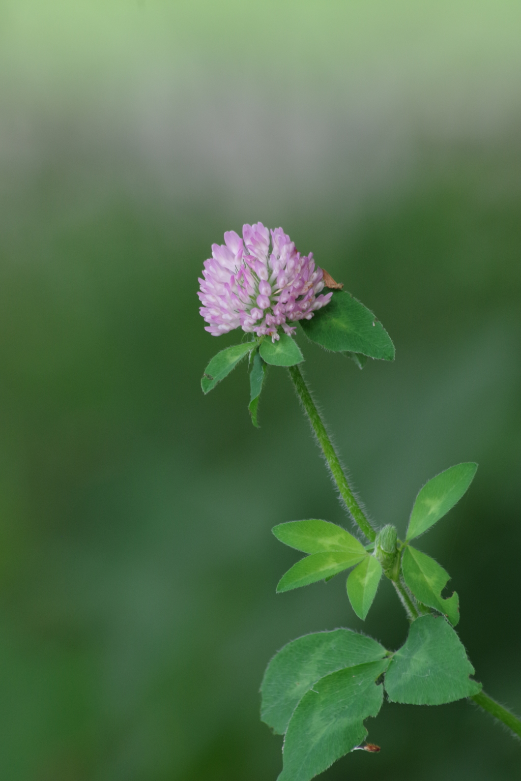 野草園で花散歩‐紫詰草