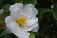 花散歩-純白の椿。。未だ未だ咲いてます。