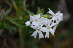 花散歩-芝桜