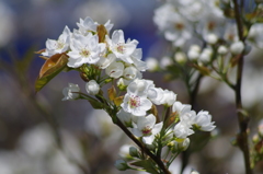 梨の花-1