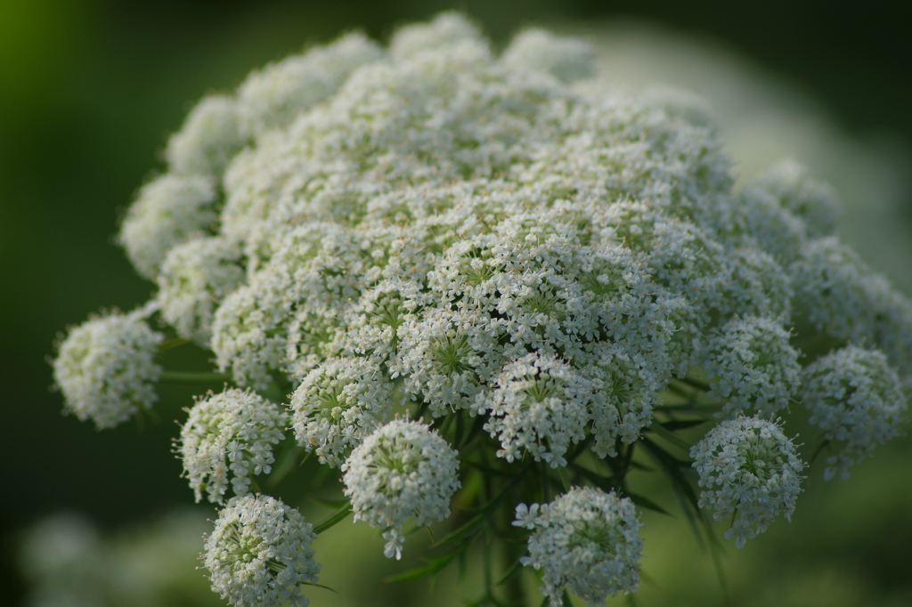 人参の花