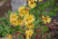花散歩－黄色の小菊