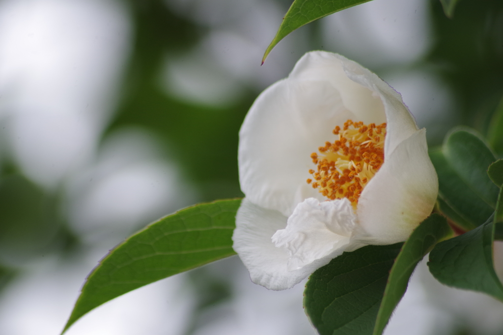 花散歩‐ヒメシャラ
