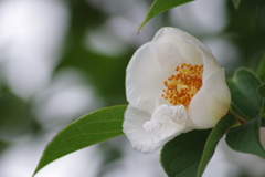 花散歩‐ヒメシャラ